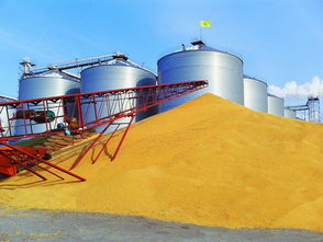 九三集團(tuán)北安大豆收購(gòu)忙 助推大豆制品與礦產(chǎn)化工產(chǎn)業(yè)協(xié)同發(fā)展